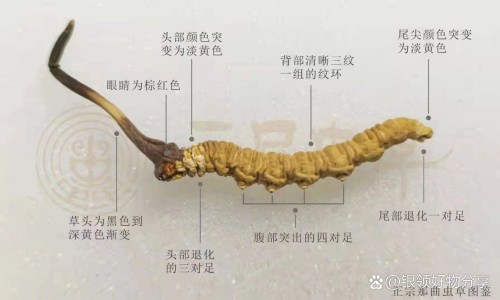 养胃舒软胶囊的功效吃法-权威养胃舒软胶囊的吃法和用量平台,分享专业养胃舒软胶囊的吃法与用量知识_养胃舒软胶囊的吃法网